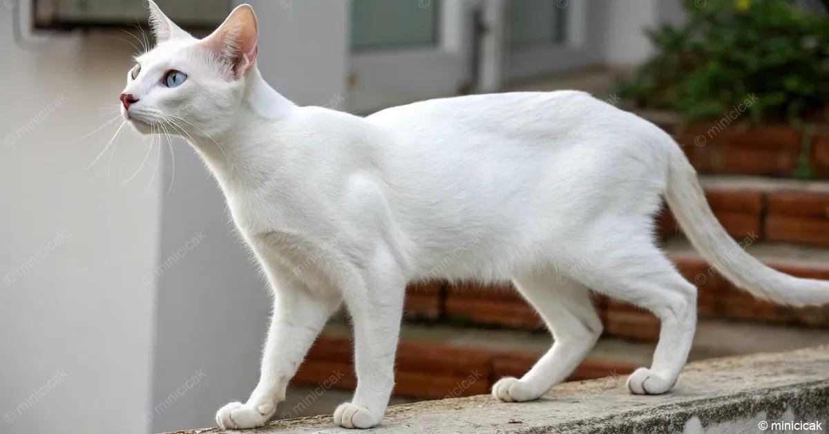 A Khao Manee macska hófehér bundájával, ék alakú fejével és mandula formájú, csillogó szemeivel lenyűgöző látvány. Izmos, elegáns testfelépítése és közepes hosszúságú, sima szőrű farka kiemeli szépségét.