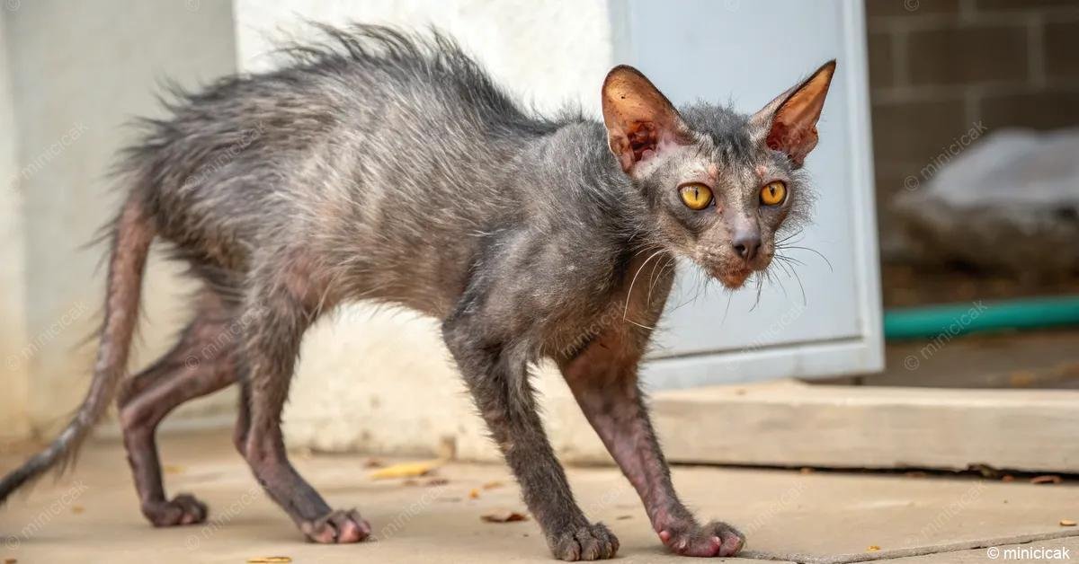 A Lykoi macska különleges megjelenése egy genetikai mutációnak köszönhető, amely miatt hiányos a bundája. Barátságos és szeretetteljes, farkasszerű kinézete pedig garantáltan felhívja magára a figyelmet.